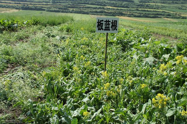 种植中药材也能致富？