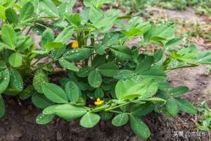 花生种植条件(花生高产栽培技术要点)