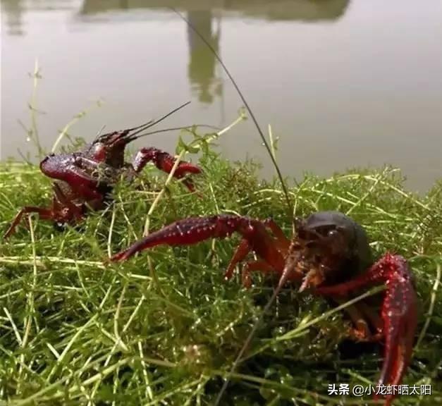 要想小龙虾健康生长，在饲料搭配和选择上有哪些讲究？