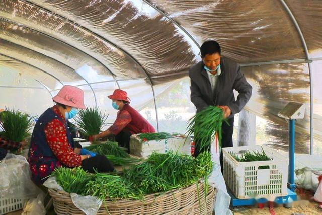 菜农造移动温室大棚露天菜地3分钟大变样，4个人可轻松抬动，新奇