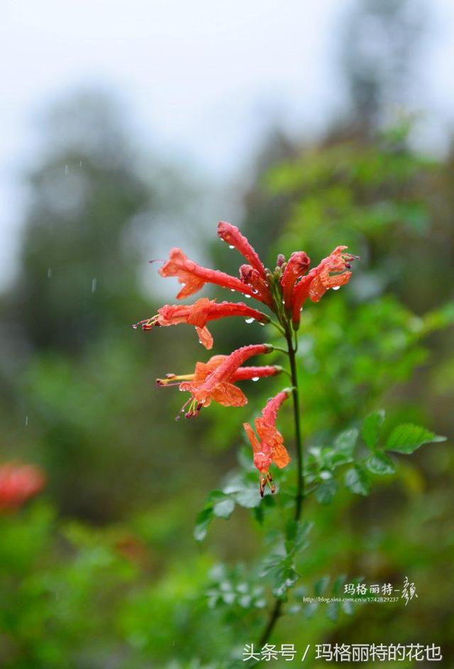 植物笔记：想种一棵凌霄花？小心它吃掉你的房子