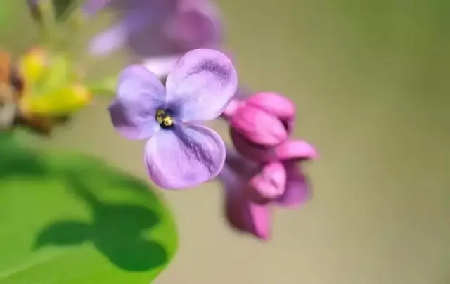 想要养殖好丁香花，掌握住这9个技巧，就可以看到繁花锦簇