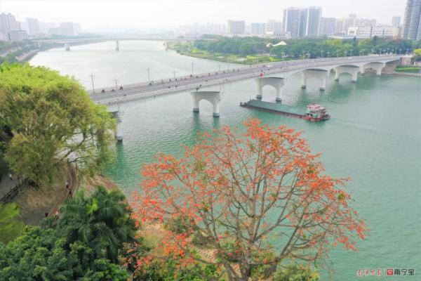 木棉花除了可以观赏，你还知道它的其他作用吗？