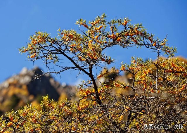 沙棘的种植方法，你了解吗？