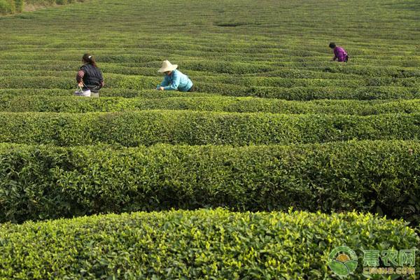 茶叶的市场前景及种植效益如何？（附种植要点）