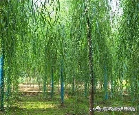 藤本植物将成为休闲农业和乡村旅游项目打造中的新亮点