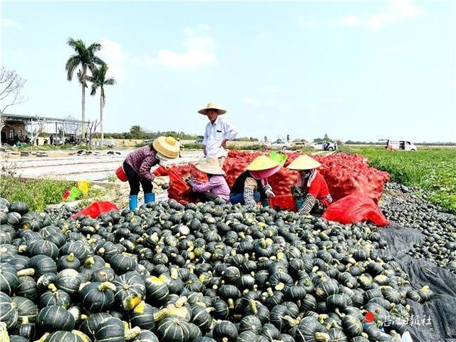 优化种植结构  百花齐放才是春