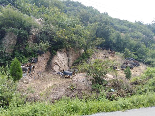 图虫人文摄影：山里的荆条花开了，土蜜蜂在采蜜