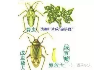 葡萄蜜虫 养殖(葡萄绿盲蝽、蚜虫爆发？黑痘病又来了？牢记防治措施与注意事项)