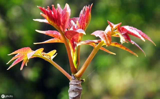 手把手教你种香椿芽！掌握6个关键技术，来年大丰收