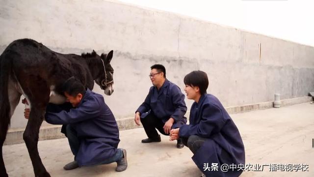 【田间示范秀】让毛驴长好膘