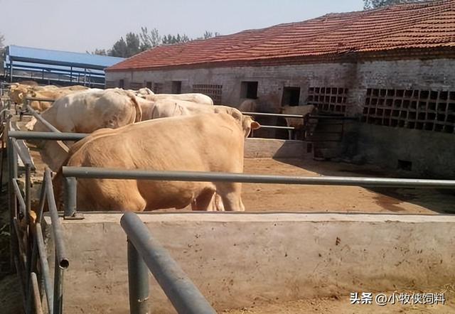 肉牛的饲养方法及管理，养殖肉牛的技术，养殖肉牛早出栏的方法！