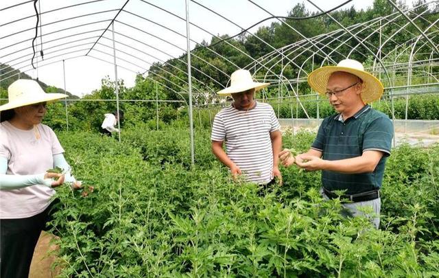 谷城老君山村：“野菊花”这边独好！