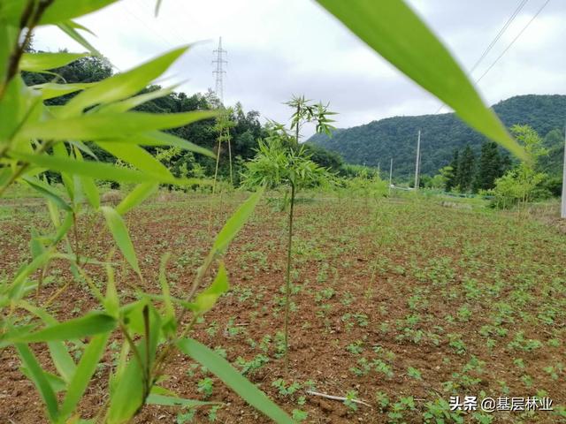 农村闲置的荒地种植反季节雷竹，亩年均收益过万，，该如何建园？