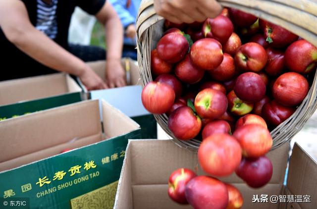 温室大棚油桃种植基地，都在这里了