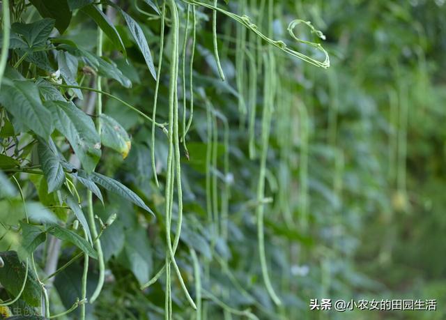 露地种植豇豆很简单？什么时候种？怎么种？，一次性告诉你