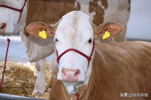 西门塔尔牛犊养殖(关于西门塔尔牛的5个问题，只有养牛老师傅才知道)