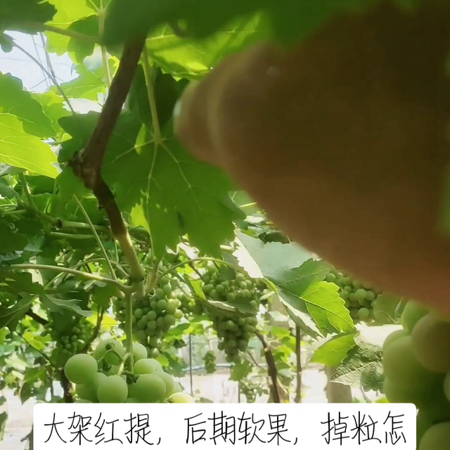 ，大架红提，后期为什么，掉粒，软果现象#记录我的种植生活