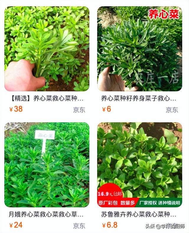 回乡种植救心菜，小投资，年收入十万？