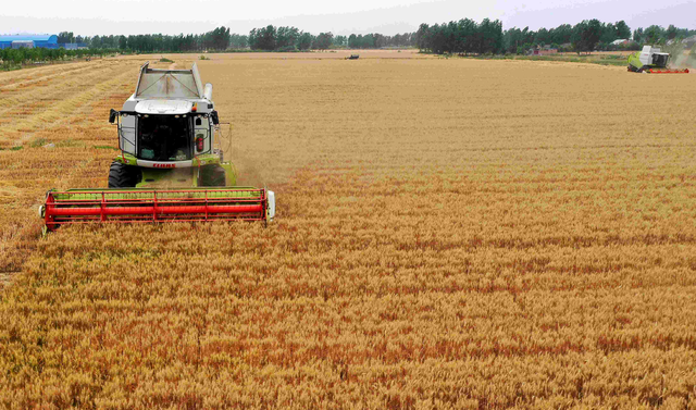 想了解2023年最佳农作物种植时间吗？这份种小麦完美指南能告诉你