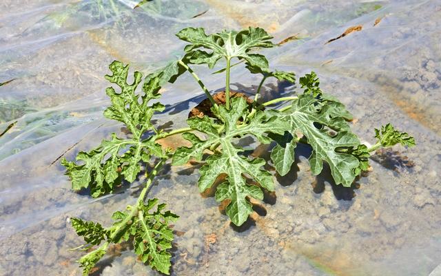 西瓜种植技术｜露地西瓜播前准备常识