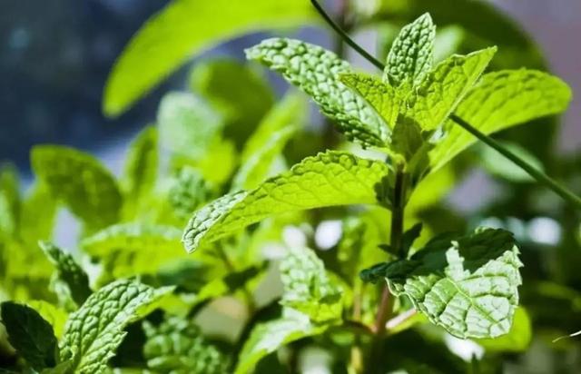 在花盆中栽种薄荷，“勤加收获”是一个重要的诀窍