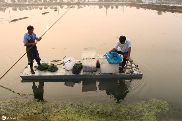 龙虾养殖适合多大水池？水温在多少度、水位在多深，怎么消毒？