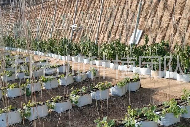 大棚内摆放种植袋，让小空间不再浪费，种植瓜果蔬菜很合适