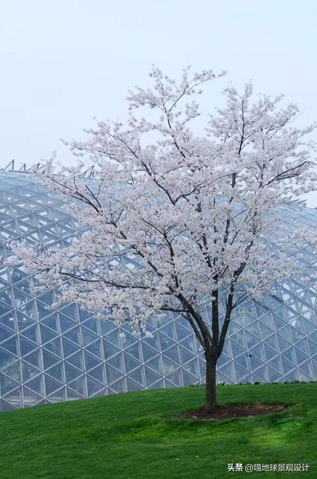 16种适合庭院种植的小乔木，赏花闻香两不误