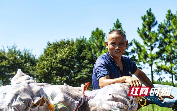 衡南：紫薯丰收 农民增收