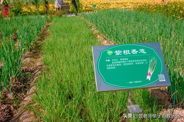 免费，西安爱菊第二届菊花节超详细攻略，溜娃研学拍照游玩涨知识