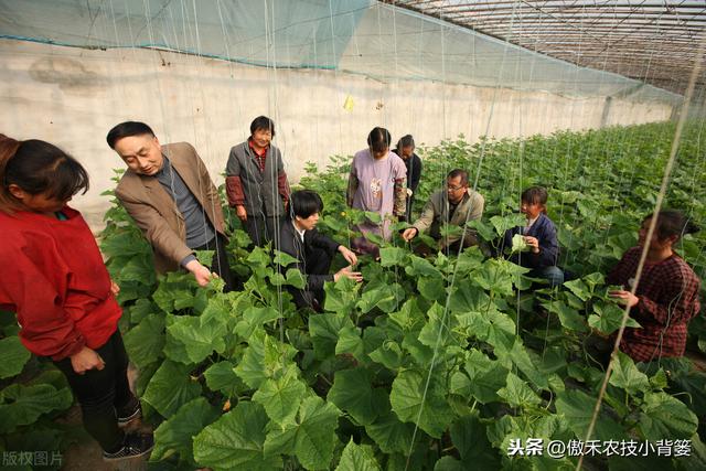 秋季10月种植哪些蔬菜最合适？田间管理上要重点抓好哪几点？