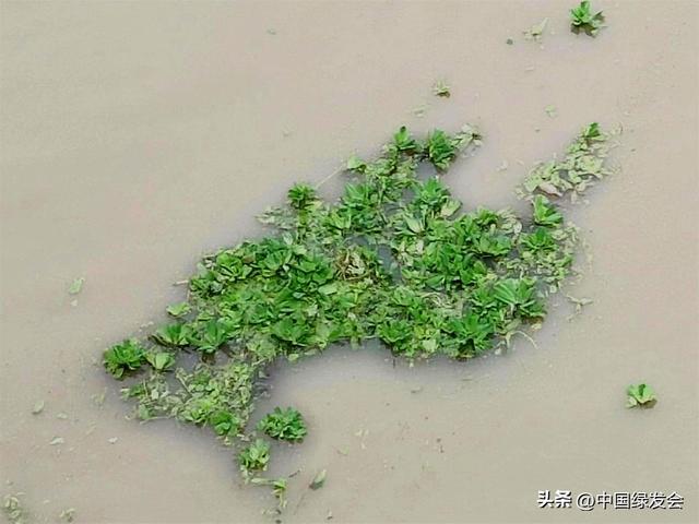 淮河干支流现外来入侵植物大薸，望有关部门全力排查打捞清除