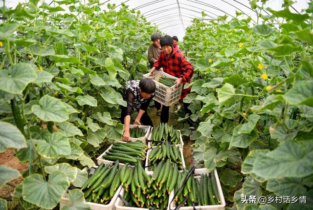 立夏后，种植和移栽的蔬菜记住做好这几点，秧苗蹭蹭长不停