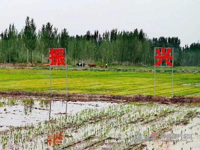 滴灌显“神通”旱地生稻香 喀什市海水稻节水种植试种成功