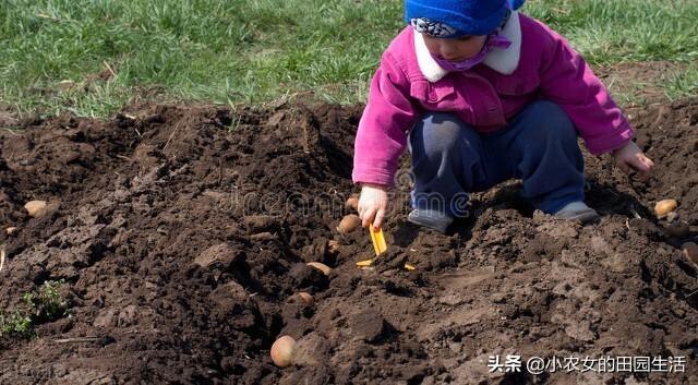 露地种植豇豆很简单？什么时候种？怎么种？，一次性告诉你