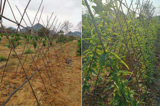 百部种植前景怎么样？亩产及利润有多少？百部种植技术详解