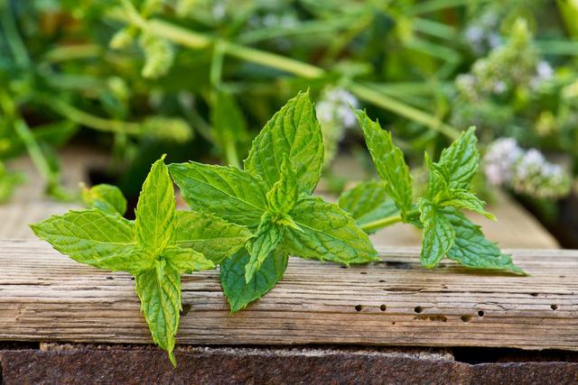 薄荷是怎样种植的？有这几种繁殖方式和流程