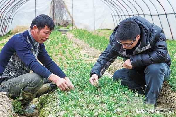 贝母价高但高产难，采用大棚栽培，再注重九个细节，效益有保障