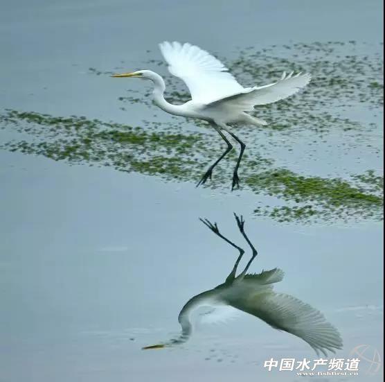 梅雨季是河蟹生长旺季，第二次蜕壳、养殖管理、投喂攻略这在里