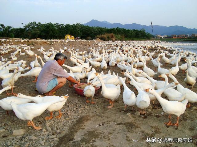 剖析水禽养殖业发展趋势