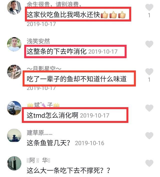 1只鸬鹚1天能捕20斤鱼？一起探秘鸬鹚捕鱼的那些事儿！