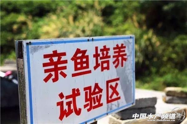 赛车与养鱼有啥关系？附淡水石斑鱼养殖技术