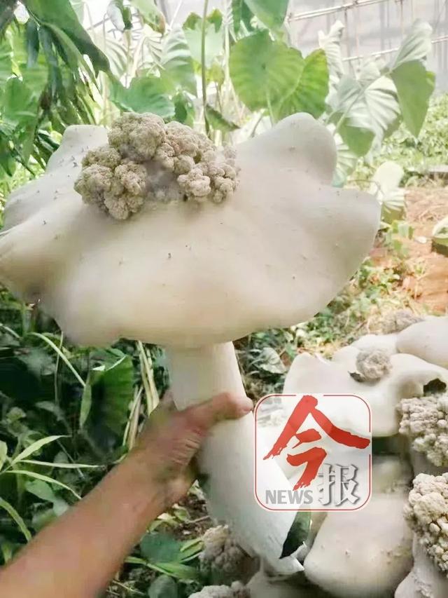 柳州惊现巨型野生蘑菇，直径超1米！灵魂拷问：它可以吃吗？