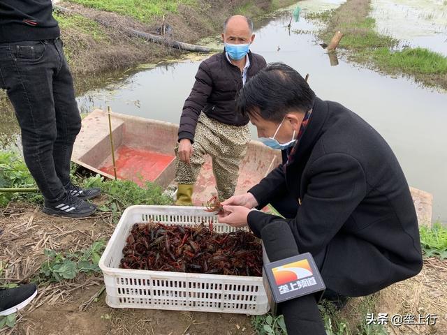 武汉蔡甸：17家规模以上小龙虾养殖基地全面复工复产