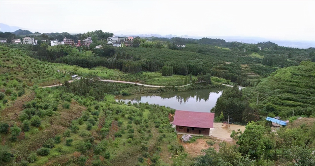 刘成白手起家种植油茶果，年收入破五千万元，带领村民共同创收