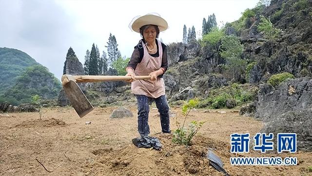 安顺经开区：荒山披“金” 刺梨富民