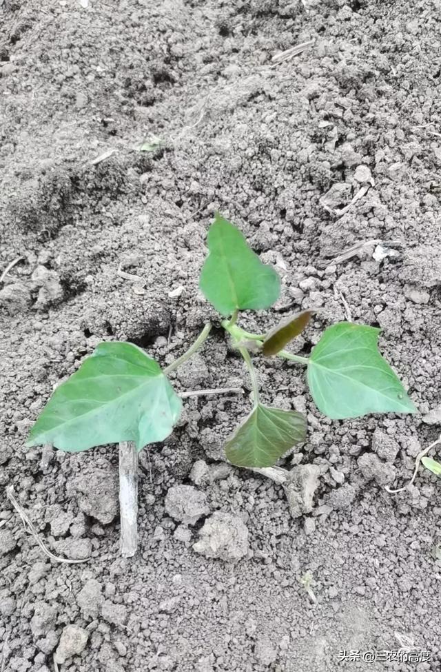 栽红薯浇水看似简单，灵活掌握3点浇水窍门，提高红薯成活率不难