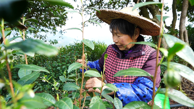 头茬“乌牛早”开采了