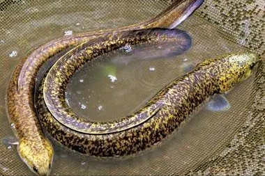 花鳗鲡美丽的生物学特性，与其简单易操作的人工养殖技术